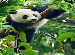 3D Panda Climbing Tree Printed Cotton Luxury 4-Piece Green Bedding Sets/Duvet Covers