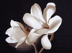 3D White Magnolia Printed Cotton Luxury 4-Piece Bedding Sets